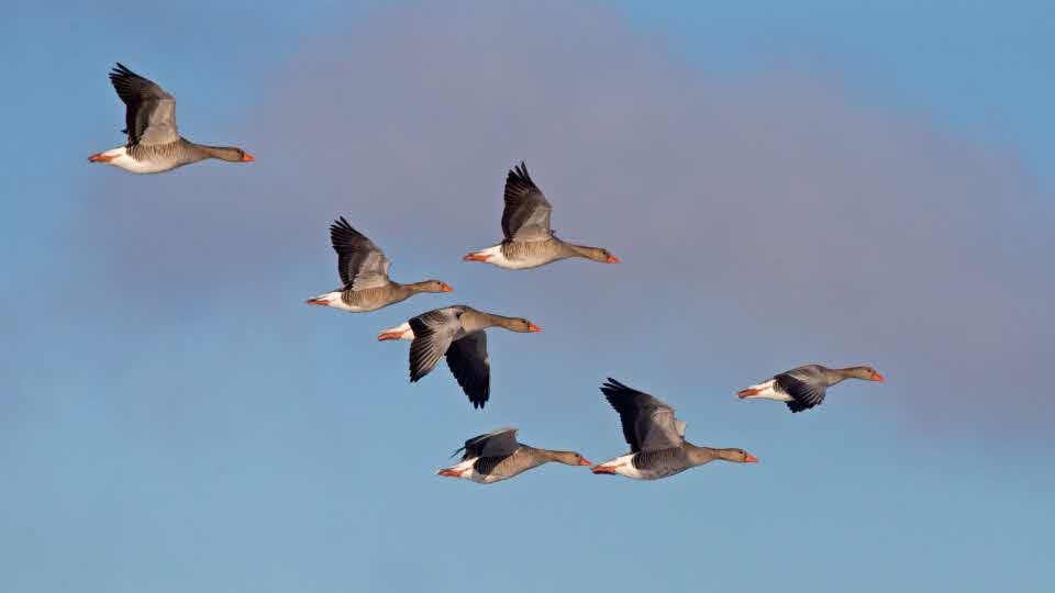 Fotograf: Bengt Ekman
Bildbyrå: TT Grågäss, Anser anser, Sverige