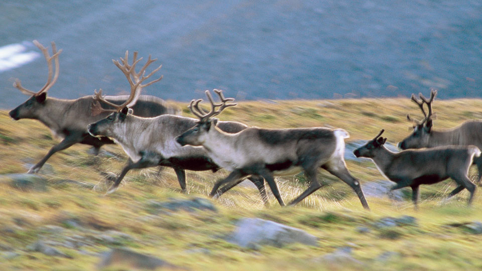 Skenande renflock.