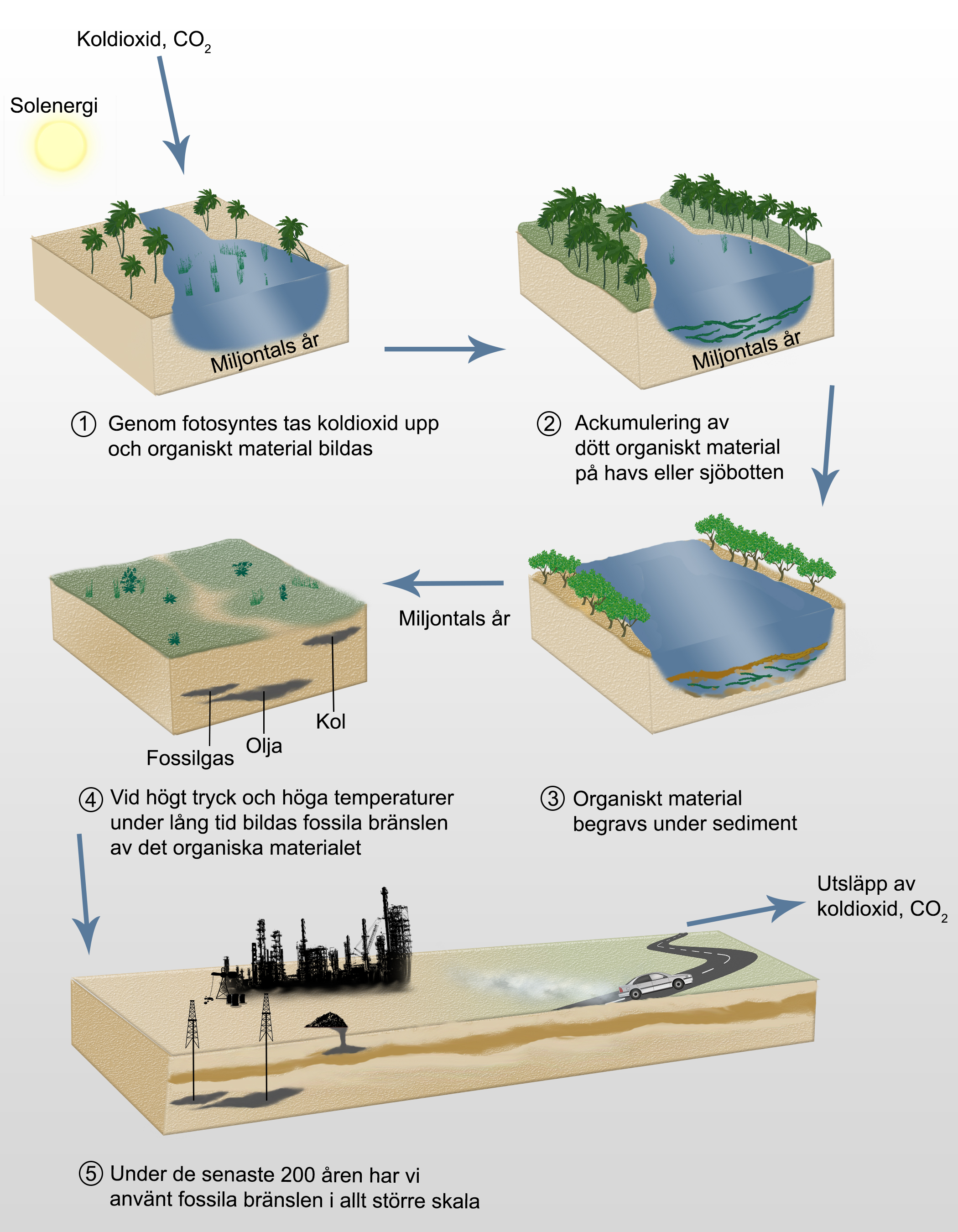 Illustration av hur fossila bränslen bildas under miljontals år: 1. Fotosyntesen överstiger nedbrytningen av organiskt material, 2. Ackumulering av dött organsikt material på en havs- eller sjöbotten, 3. Organiskt material begravs under sedmient, 4. Vid högt tryck och höga temperaturer under en lång tidsperiod bildas fossila bränslen, 5. I ungefär 100 år har vi brukat fossila bränslen i stor skala, vilket leder till utsläpp av energi, värme och CO2