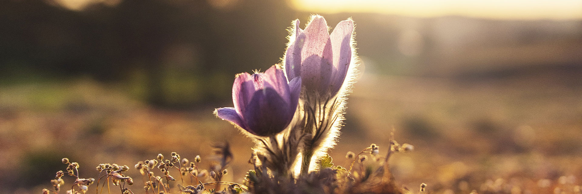 Photographer: Ales Maze
Agency: Unsplash Two purple flowers in the sunset.