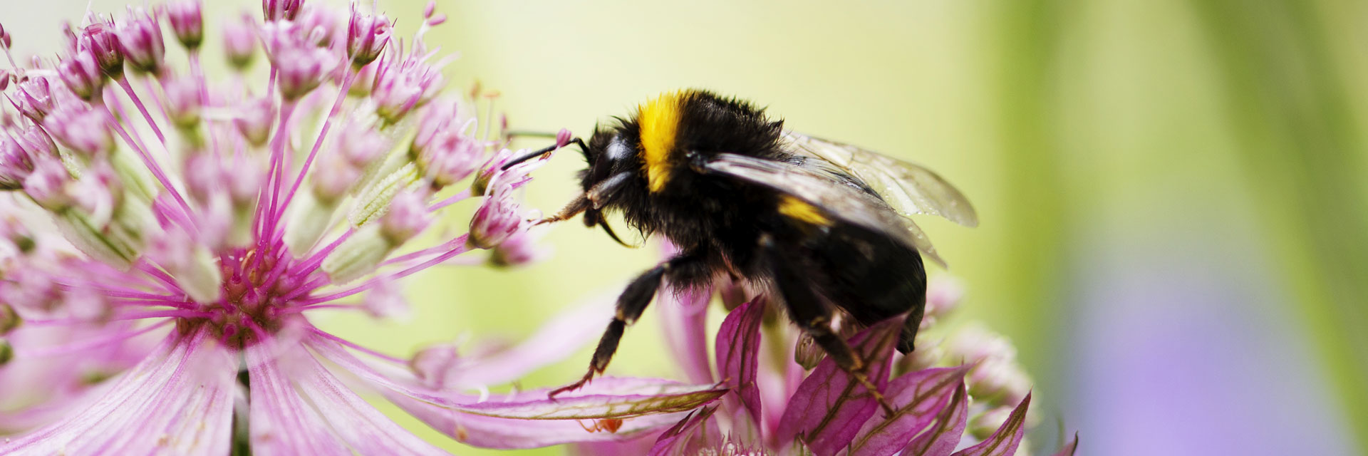 Photographer: Ingela Nyman
Agency: Johnér A bumblebee sits on a pink flower.