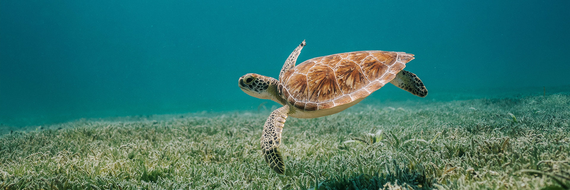 Photographer: David Troeger
Agency: Unsplash Brown turtle in body of water.