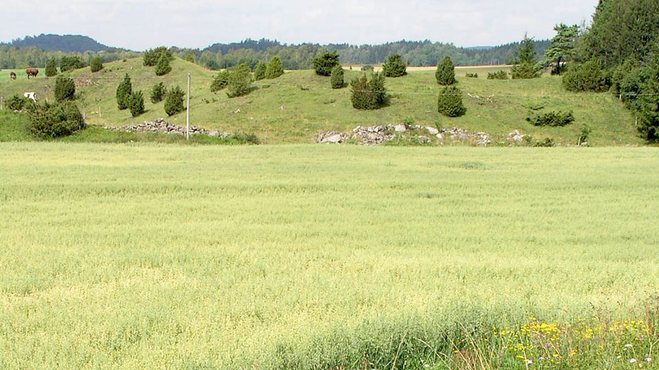 Stäppartad torräng i naturreservatet Nolgården i Vartofta-Åsaka, Falköping. Extensiv slåtteräng i förgrunden och betesvarianten av torrängen i bakgrunden. 