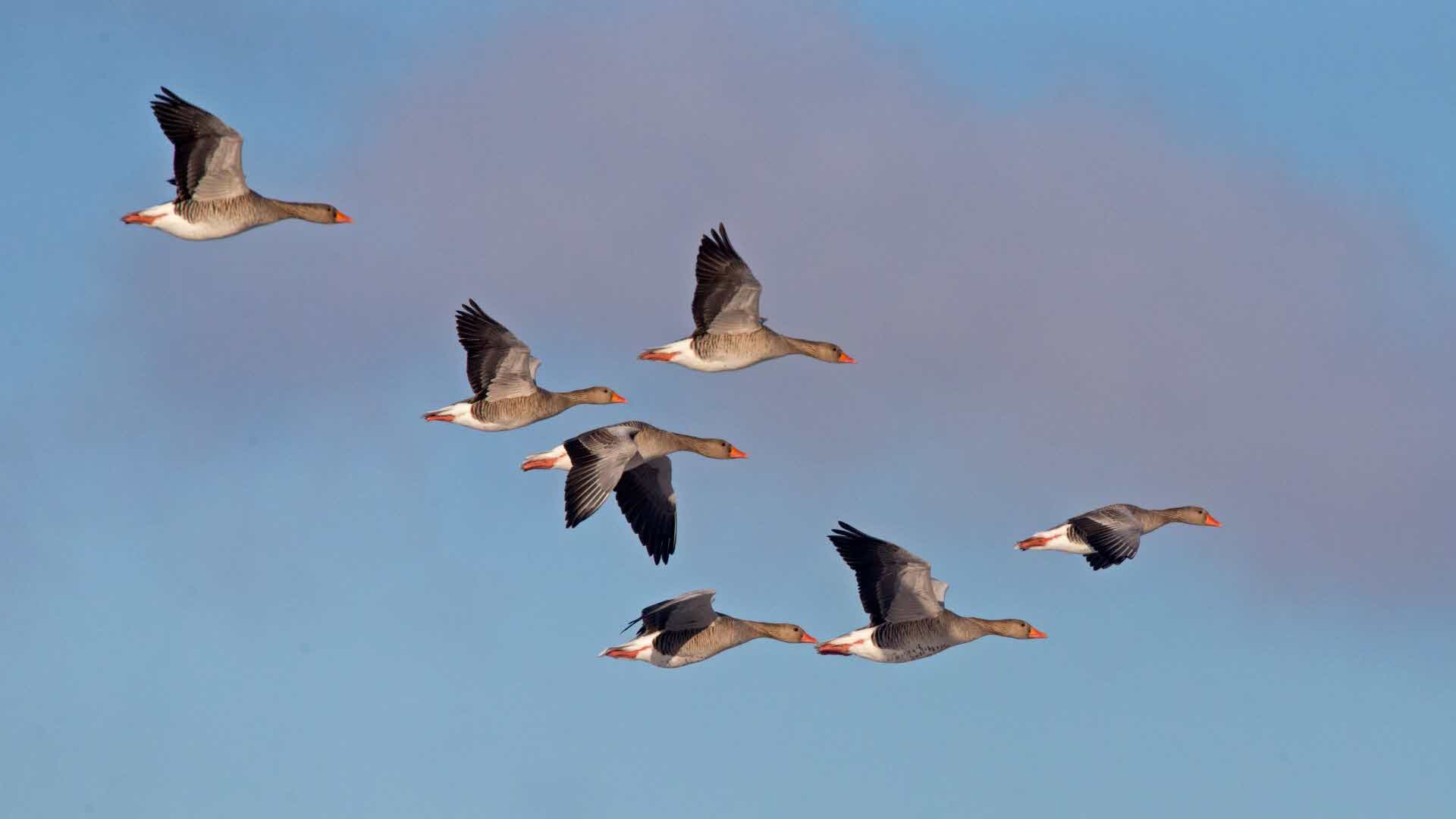 Grågäss, Anser anser, Sverige