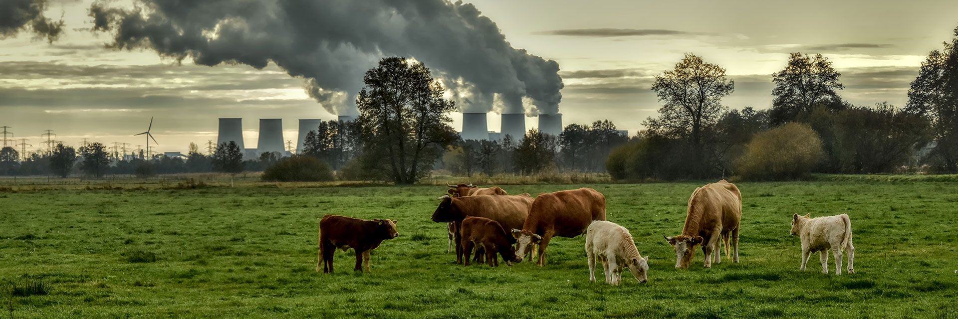 Photographer: Peggychoucair
Agency: Pixabay Grazing cows on a green field in front of an industrial plant.
