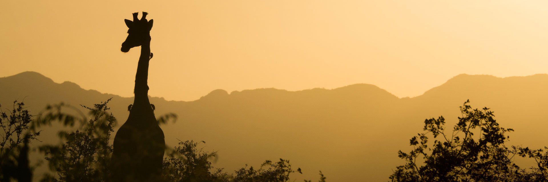 Photographer: Ante Hamersmit
Agency: Pixabay Giraffe in sunset, South Africa.