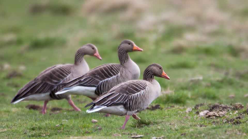 Vandrande grågäss (Anser anser), Angarnsjöängen, Uppland.