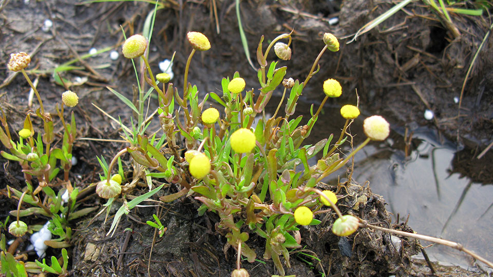 Fotograf: Harry Rose
Bildbyrå: Wikimedia Commons Strandkotula.