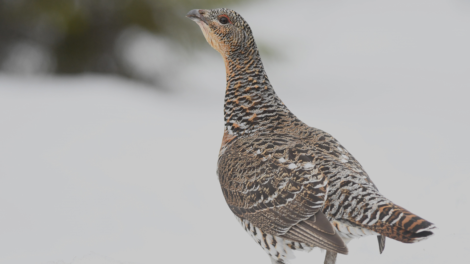 Photographer: CC Torgeir Nygård Female capercaillie standing in snow.
