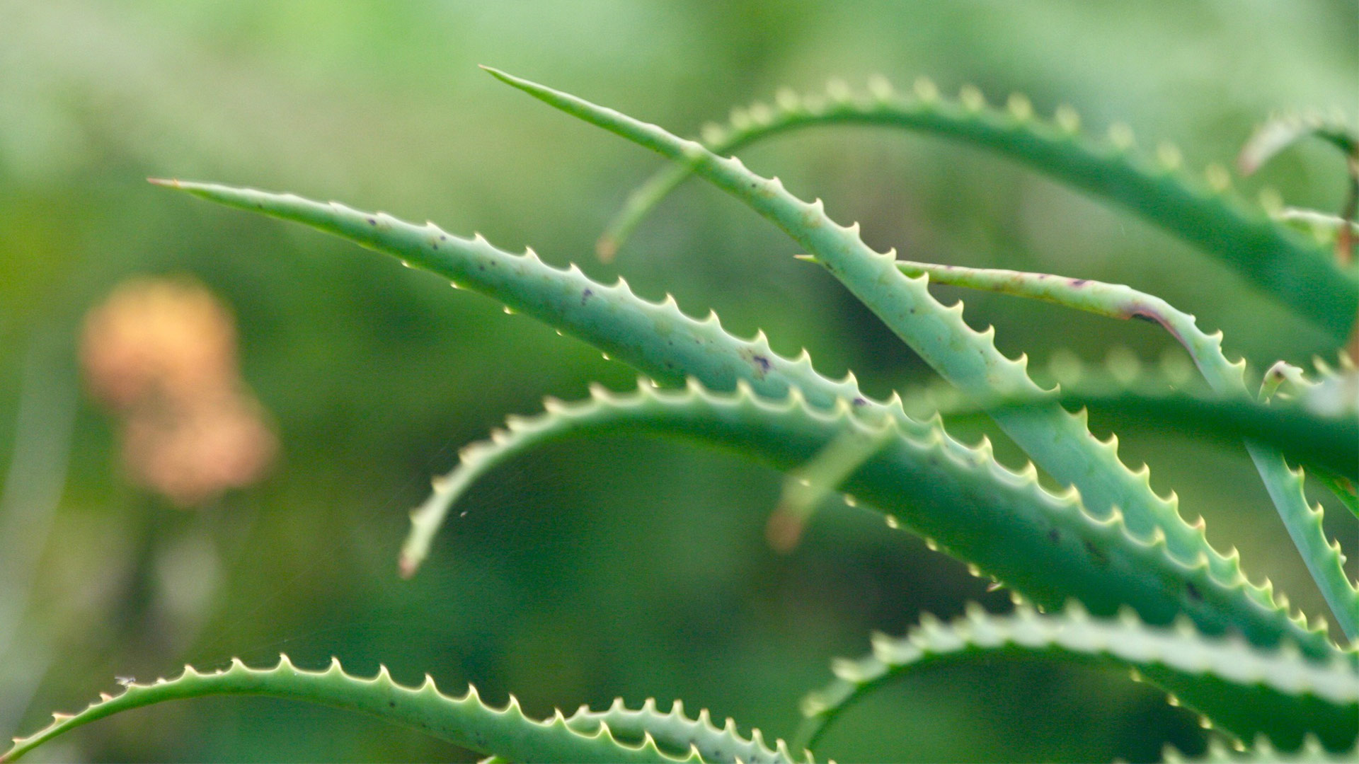 Aloe-växt