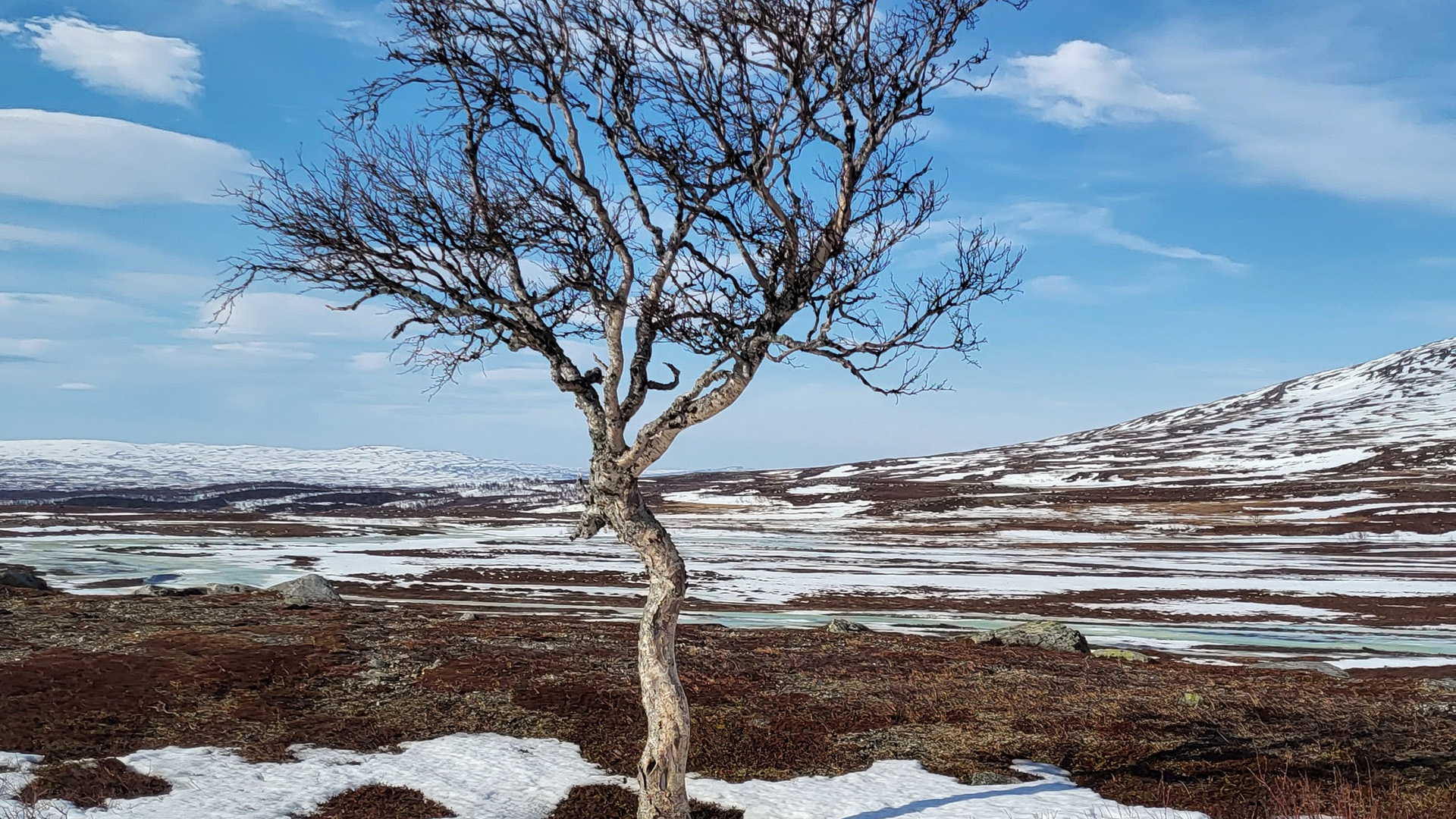 Fotograf: Mattias Tarestad. Fjällbjörk, vår och snösmältning i fjällen.