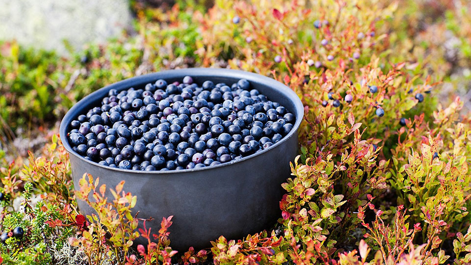 En skål full med blåbär stående i blåbärsris