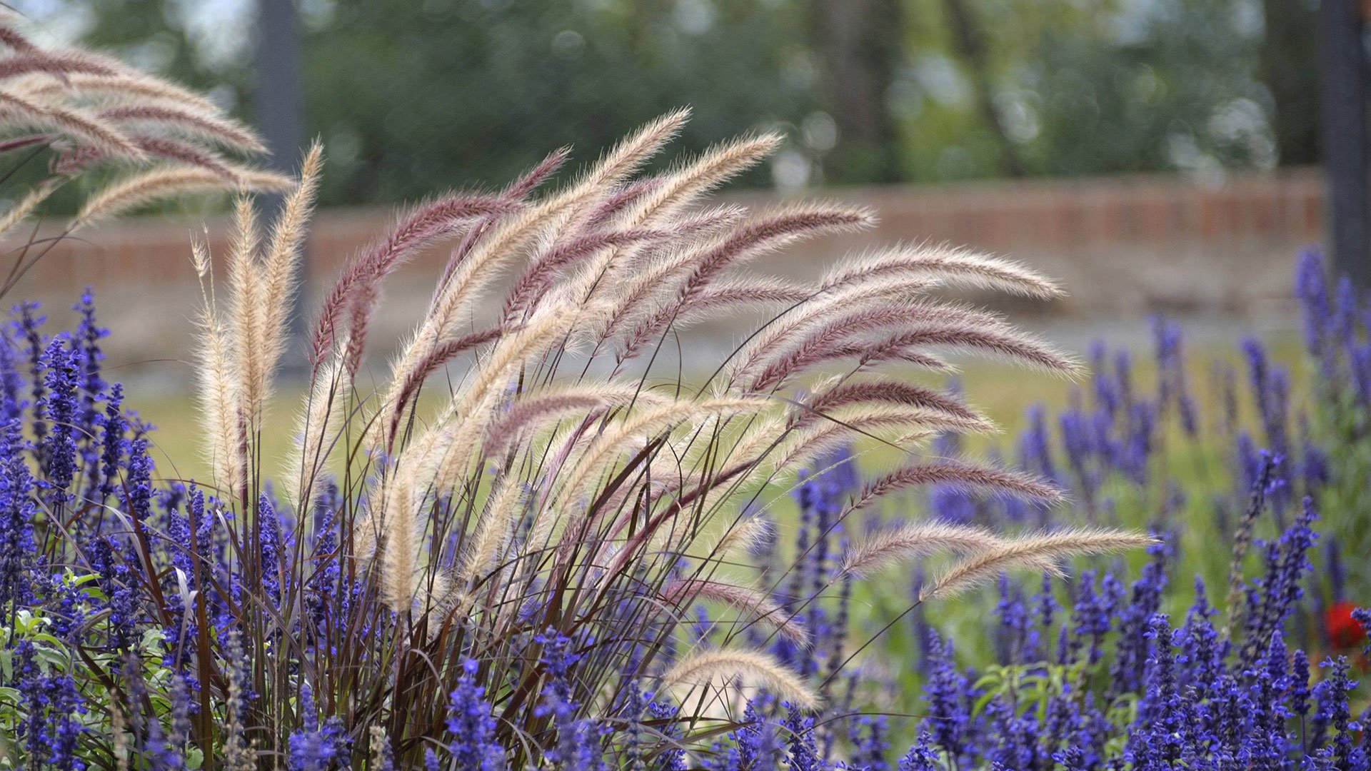 Invasiv växt fjäderborstgräs röd lampenputzergras i en rabatt med salvia.