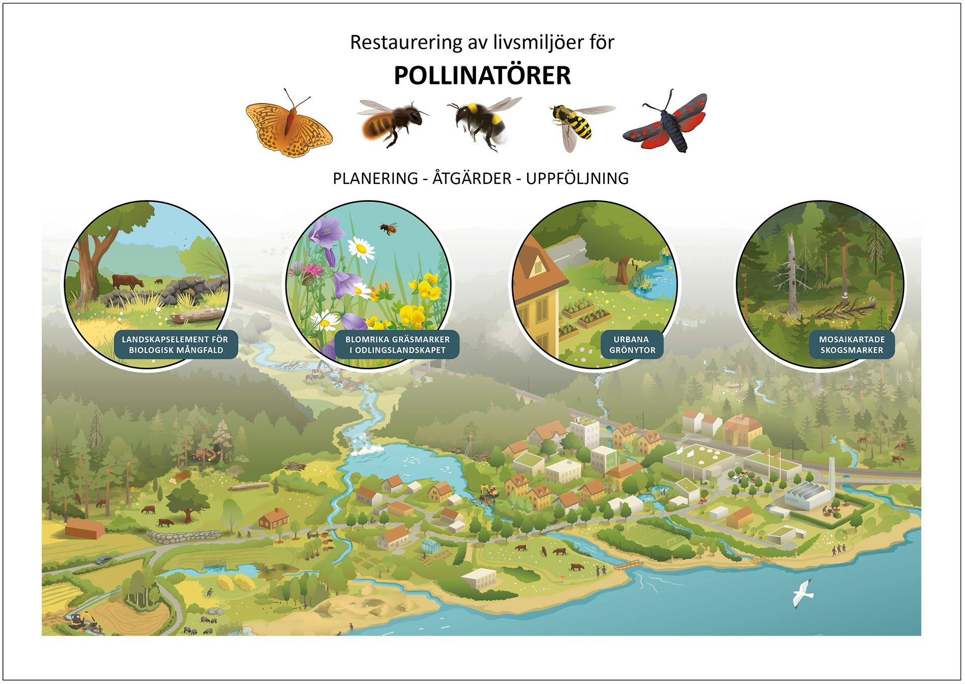 Illustratör: En illustration som visar ett varierat landskap med livsmiljöer för pollinatörer, med silversträckad pärlemorfjäril, rödmurarbi, jordhumla, blomfluga och sexfläckig bastardsvärmare, och med restaureringsåtgärder som anläggning av landskapselement, skapande av blomrika gräsmarker, mosaikartade skogsmarker och anpassning av urbana grönytor. pollinatorer-naturrestaurering-webb-1920.jpg