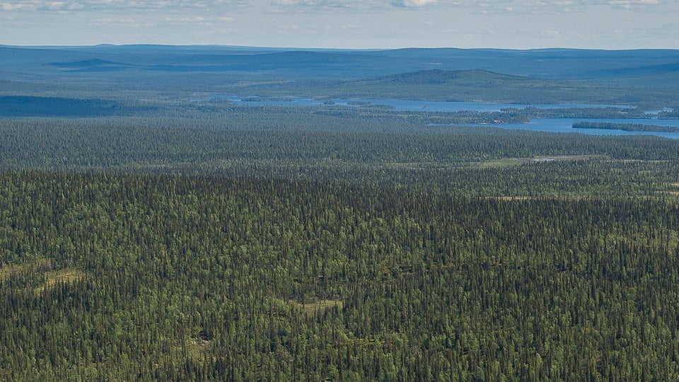 Skogslandslap