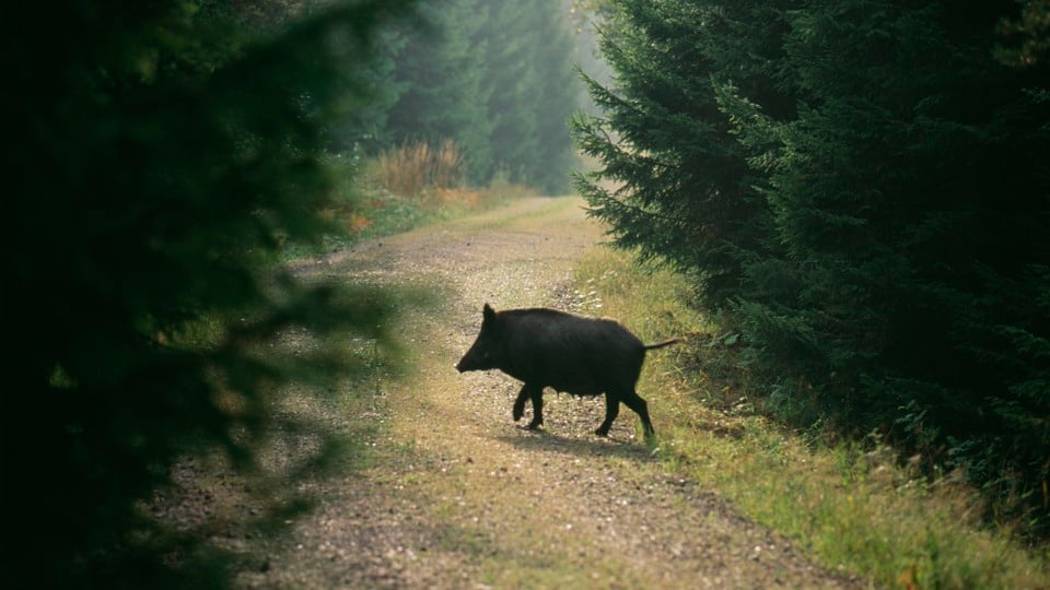 Ett vildsvin (Sus scrofa) går över en skogsväg. Östergötland.