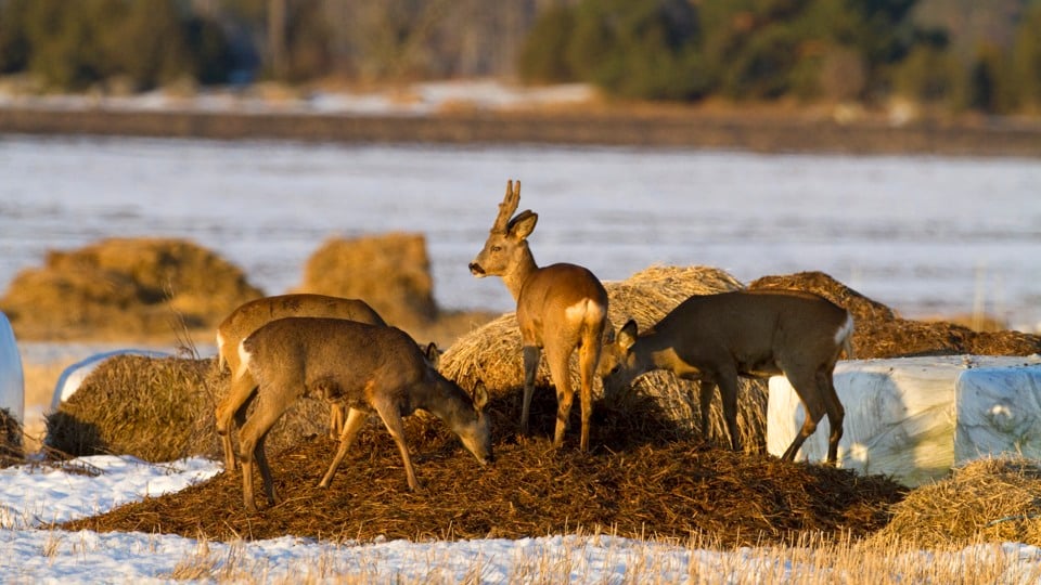 Rådjur, Capreolus capreolus, som äter från utlagt ensilage, Sverige.