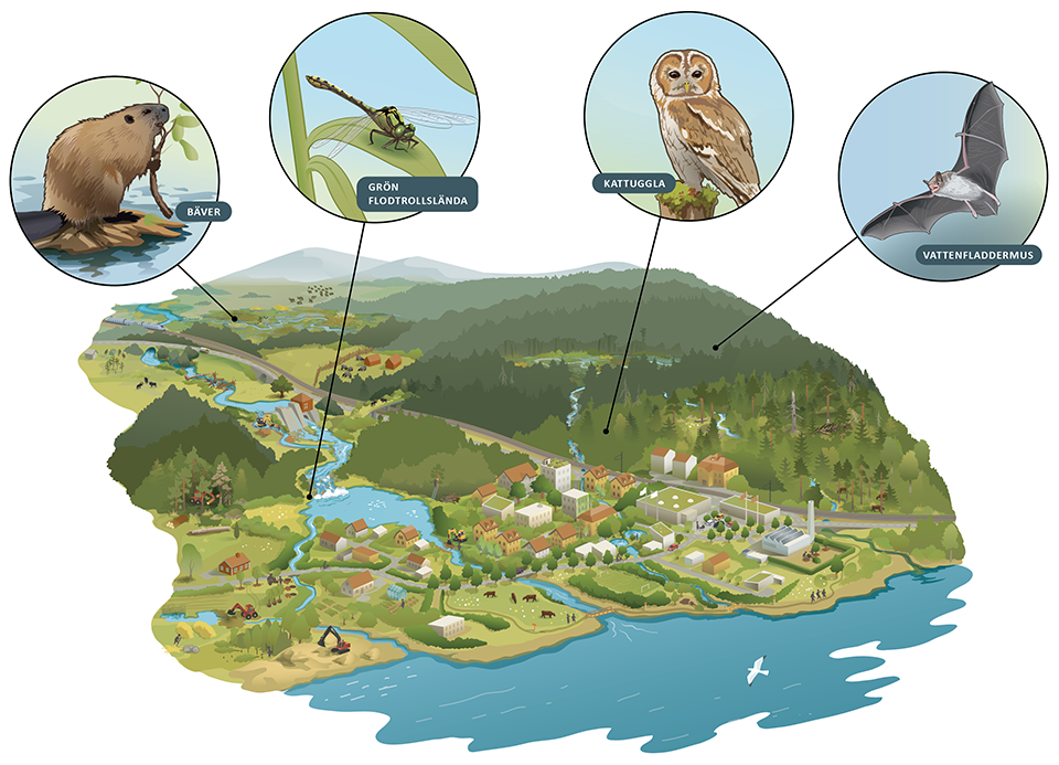 En illustration med ett landskap med varierande naturtyper med biologisk mångfald med bäver, trollsländor, kattuggla och vattenfladdermus. Illustrationer visar restaureringsåtgärder som meandring av vattendrag, återvätning och plantering av lövträd.