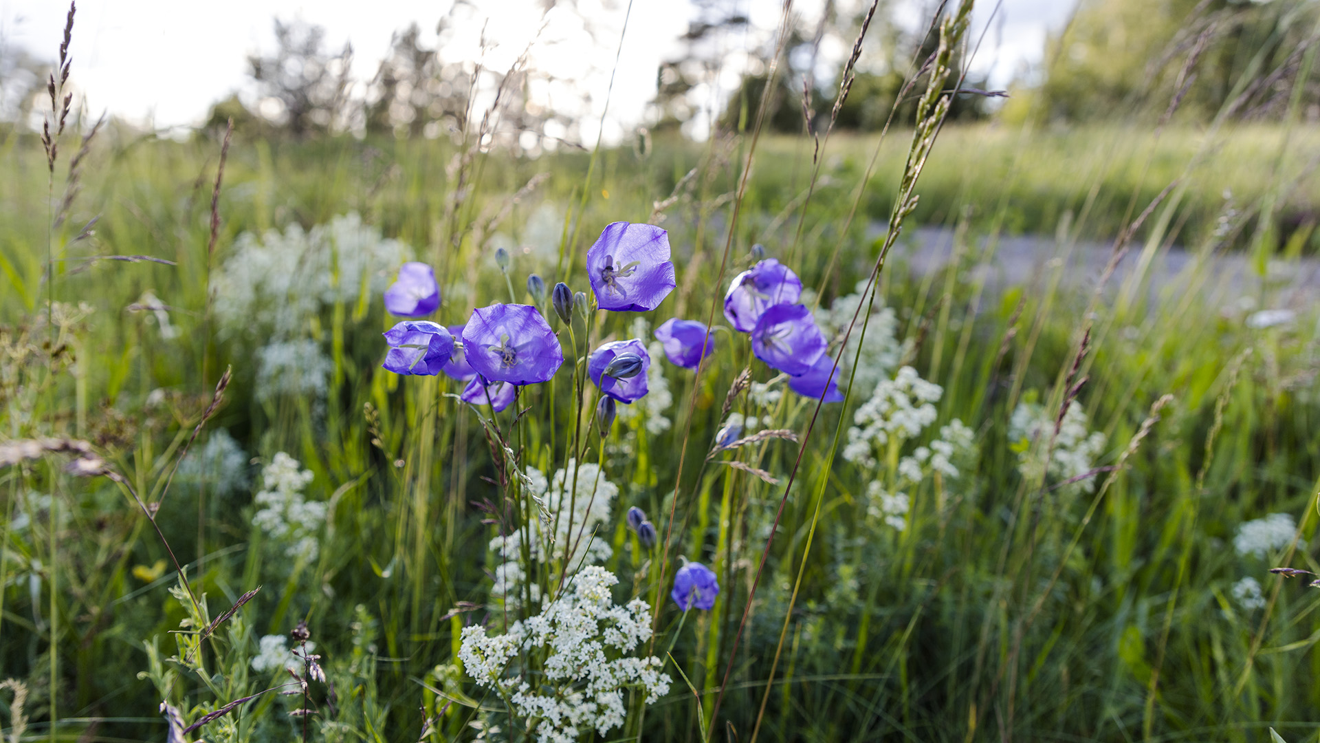 Fotograf: Thomas Adolfsén
Bildbyrå: Johnér bildbyrå Blommor vid vägkant, Horn, Östergötland.