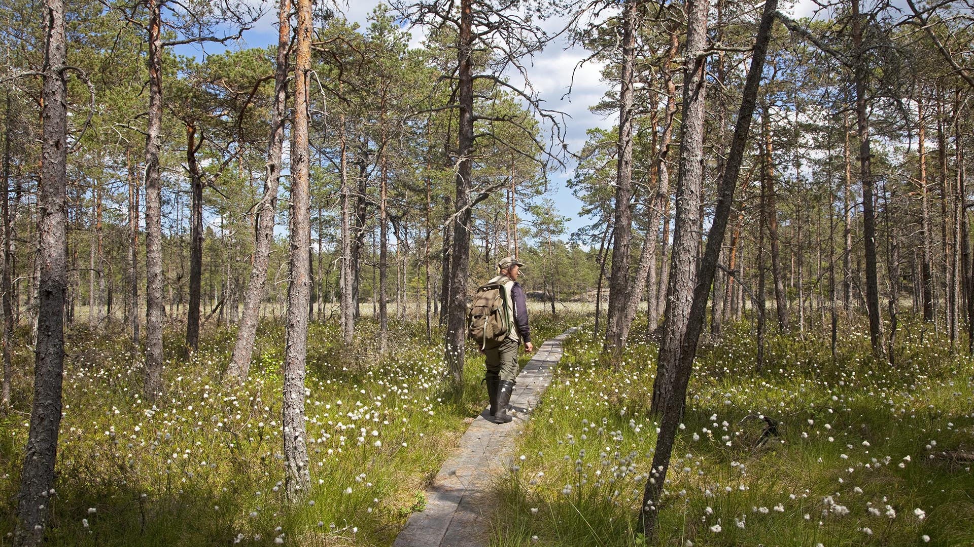 Illustratör: IBL/TT Man med ryggsäck går på en spång. En av många vandringsleder i Fjällmossens naturreservat, Östergötland.
