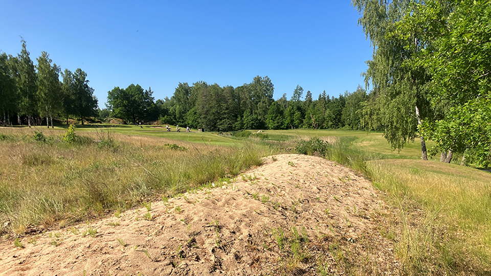 Fotograf: Tommy Karlsson Bild av solbelyst anlagd sandbädd vid Mjölby golfbana där många marklevande steklar hittades under inventeringen 2023. Foto: Tommy Karlsson länsstyrelsen Östergötland