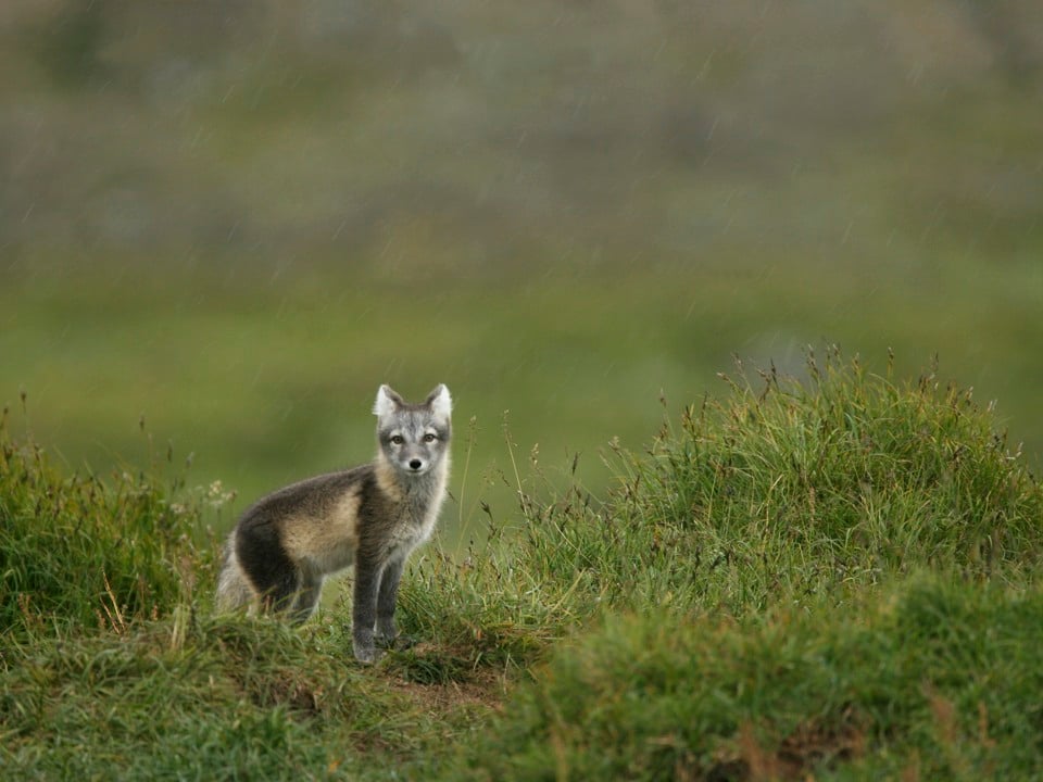 Fjällräv i Jämtland