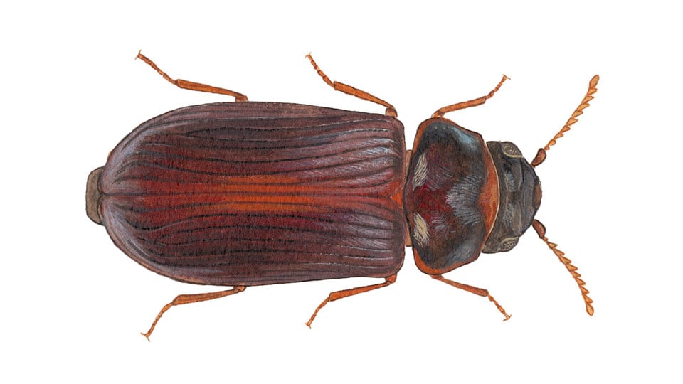Fotograf: Martin Holme Aspbarkgnagare, (Xyletinus tremulicola).