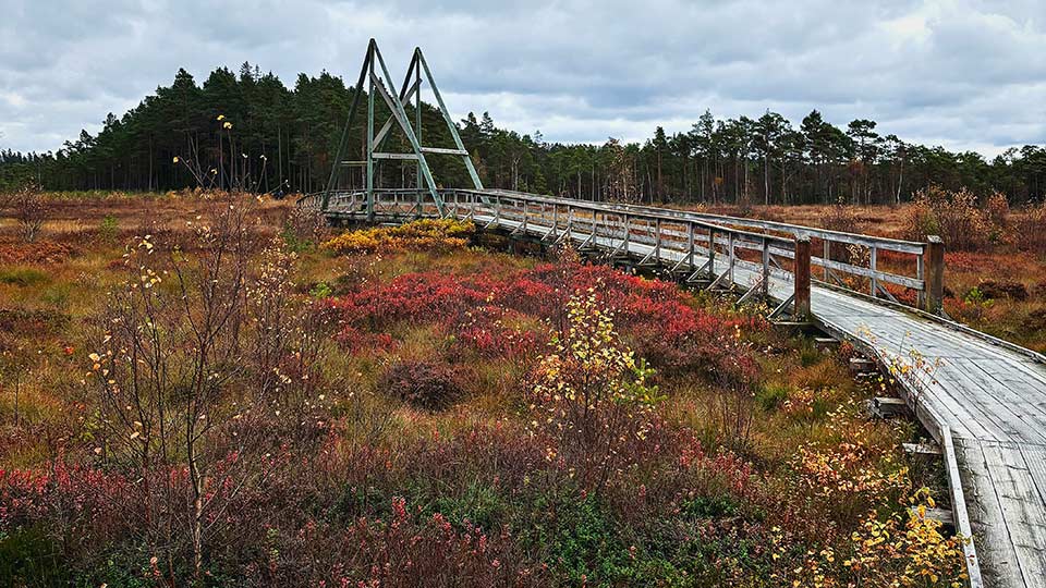 Träspång i Vänga mosse naturreservat, Fristad