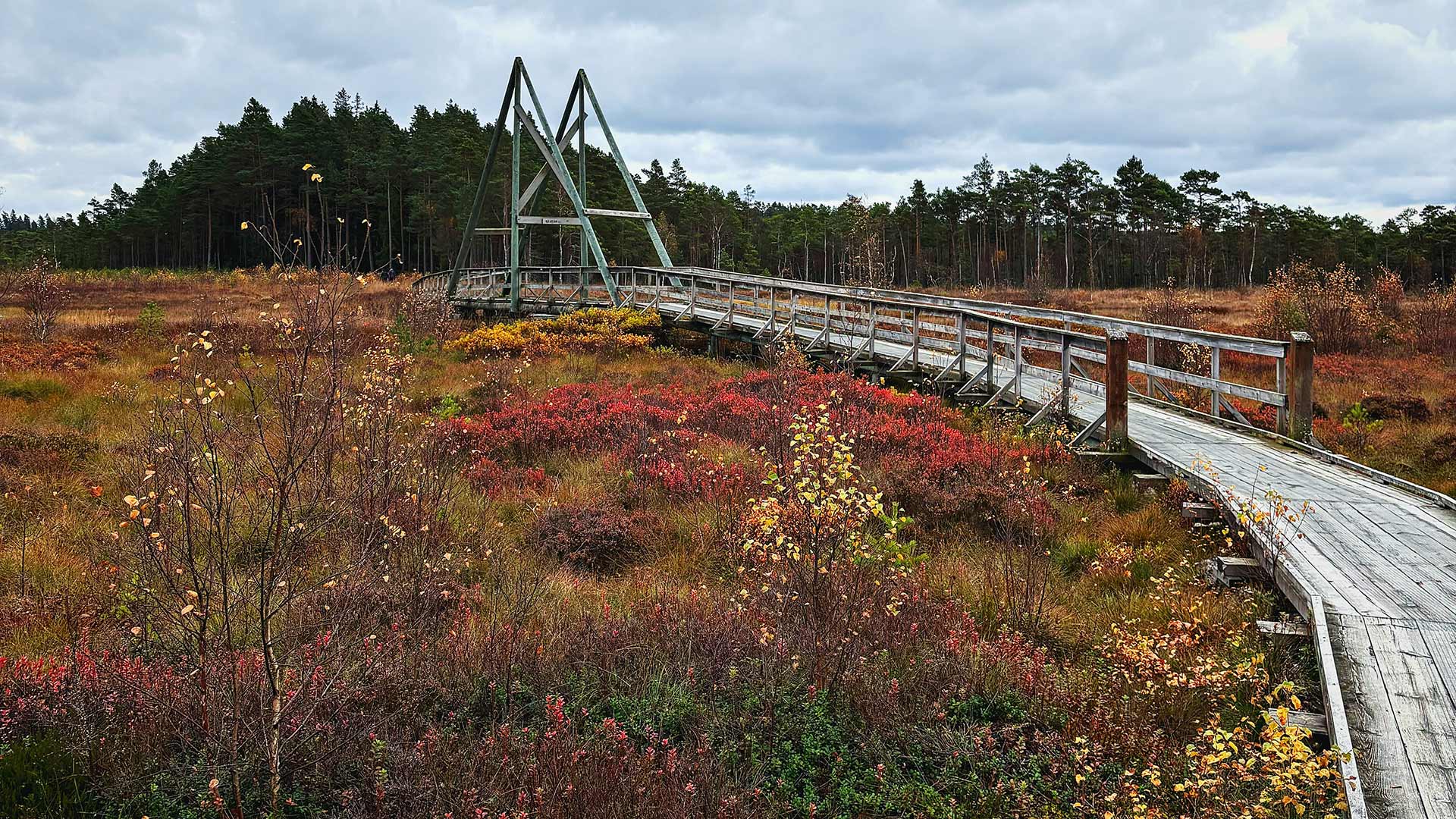 Träspång i Vänga mosse naturreservat, Fristad