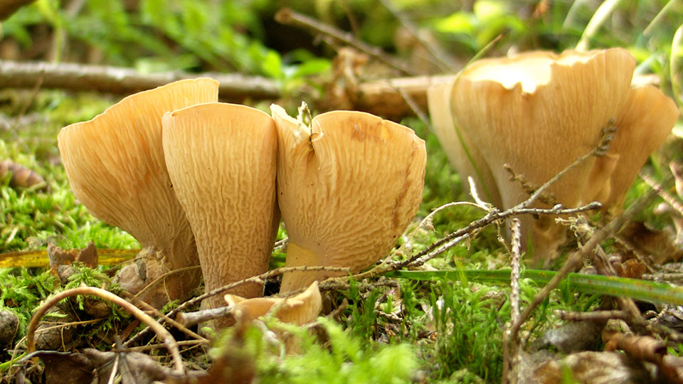 Violgubbe, Gomphus clavatus.