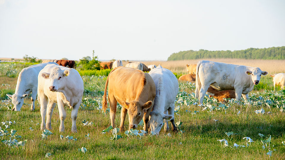 Betande kor på en äng