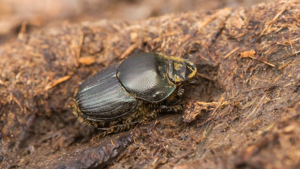 Oxhorndyvel, Onthophagus illyricus, en svart skalbagge bökar i dynga.