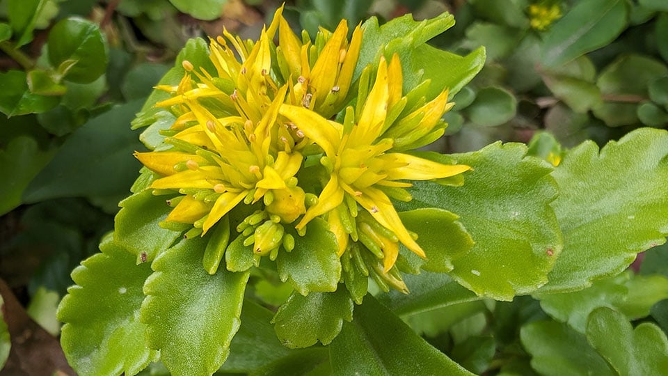 Sibiriskt fetblad Phedimus hybridus