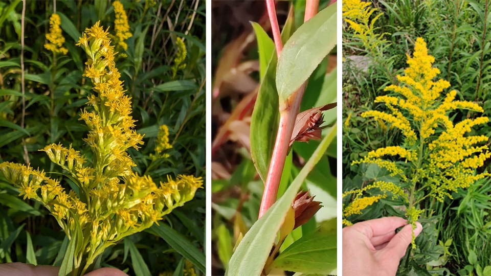 Jämförelse av blomställningarna hos höstgullris och kanadensiskt gullris