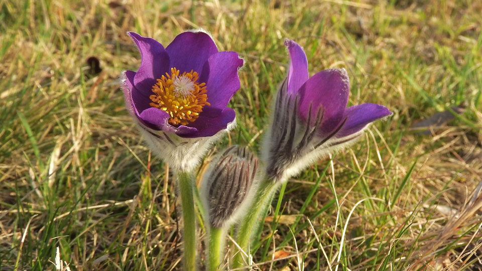 Fotograf: Markéta Machová
Bildbyrå: Pixabay Nipsippa, Pulsatilla patens, lila blomblad, gul pistill och luddig undersida.