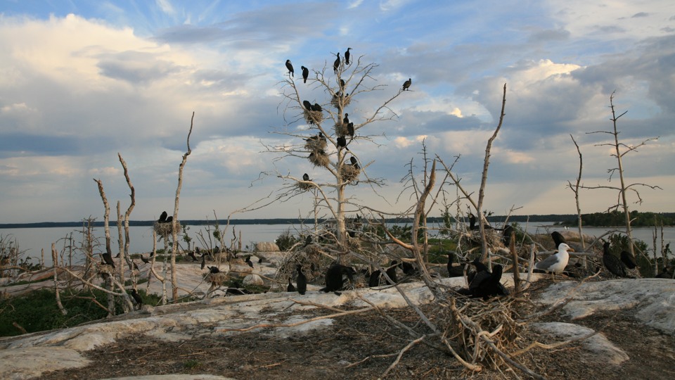 Fotograf: Henri Engström
Bildbyrå: Naturvårdsverket Storskarvkoloni (underart mellanskarv). Berggrundet, Stockholms norra skärgård. 2007-06-12