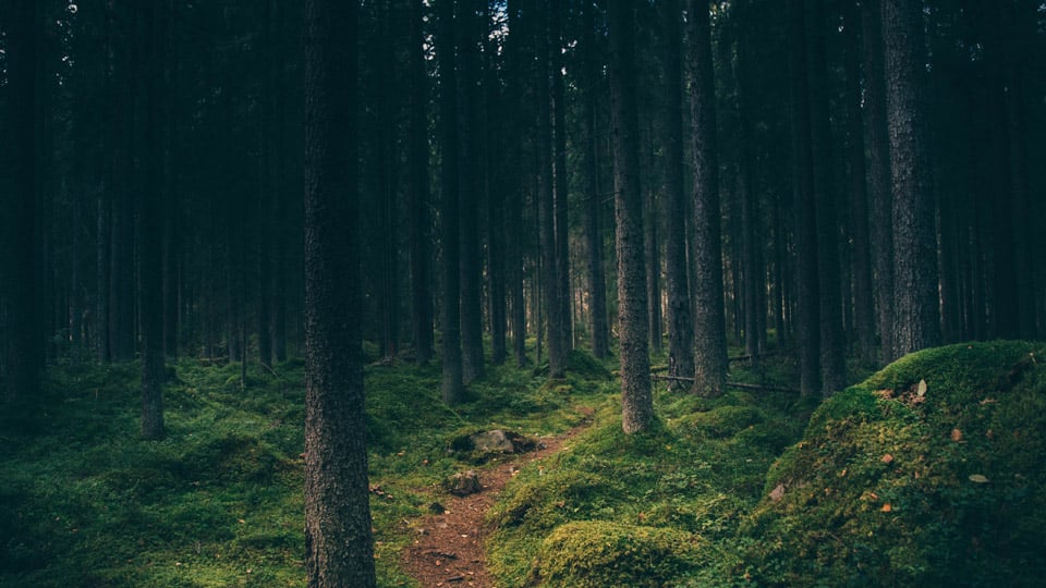 Fotograf: Geran de Klerk
Bildbyrå: unsplash.com Skogsstig i mörk skog