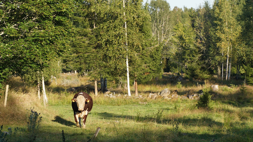 LIFE – bidrag till miljö, klimat och naturprojekt