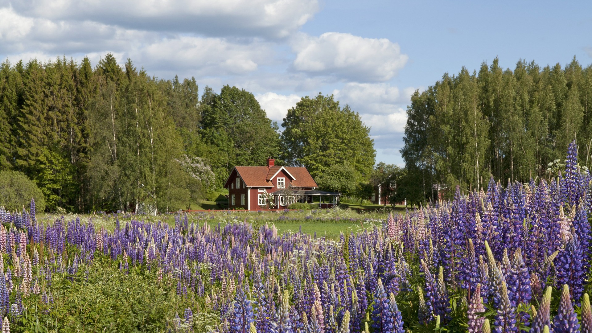 Fotograf: Anders Good
Bildbyrå: TT Lupiner framför en röd stuga. 2099
