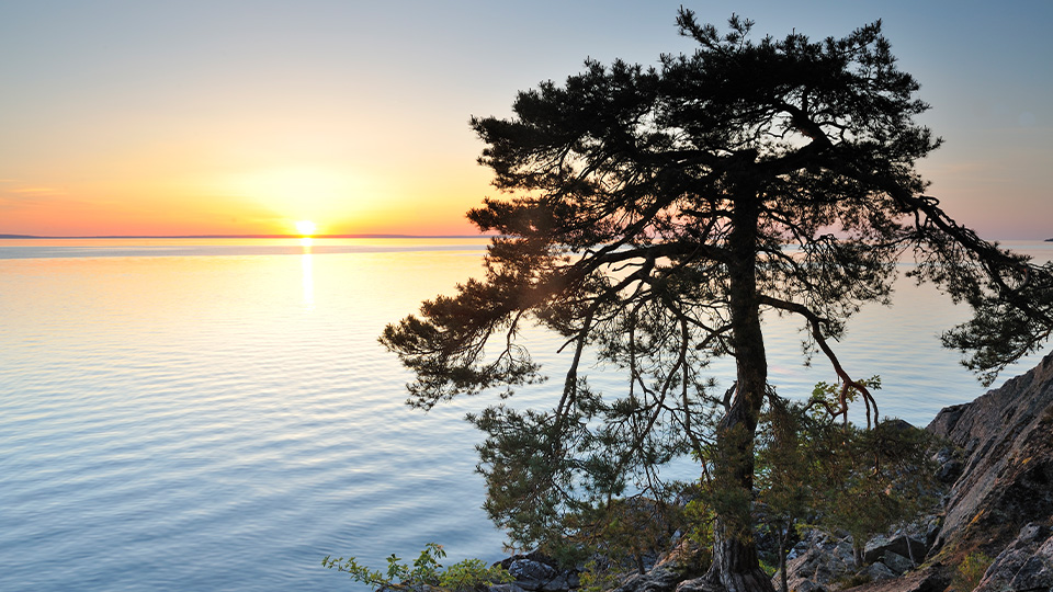 Fotograf: Mikael Svensson
Bildbyrå: Johnér Träd vid havet i soldnedgång