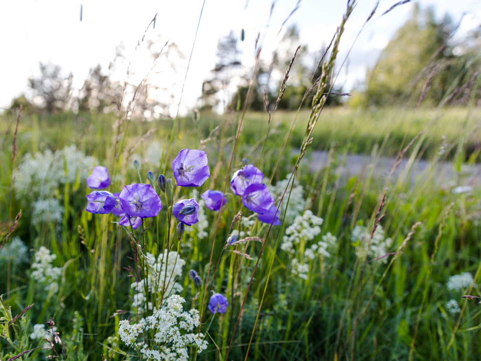 Fotograf: Thomas Adolfsén
Bildbyrå: Johnér Blommor vid vägkant