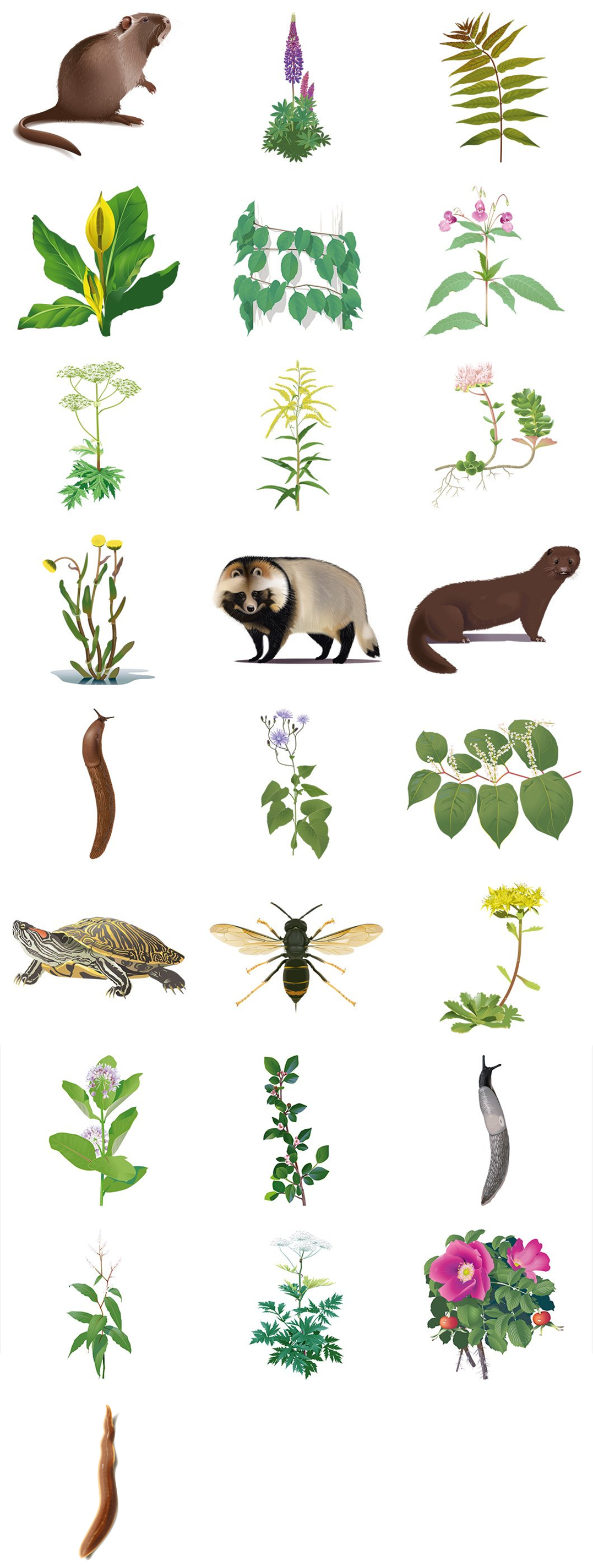oversiktsbild-illustrationer-ias.png