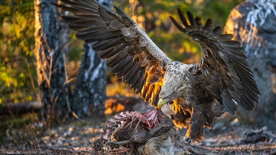 Fotograf: Ola Jennersten
Bildbyrå: TT En örn äter ett kadaver.