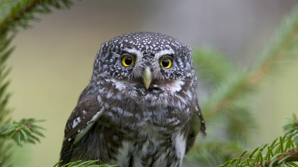 Fotograf: Matton Collection
Bildbyrå: Johnér Närbild på en sparvuggla (Glaucidium passerinum) sittandes på en grangren. Norra Kvills nationalpark, Småland, Sverige.