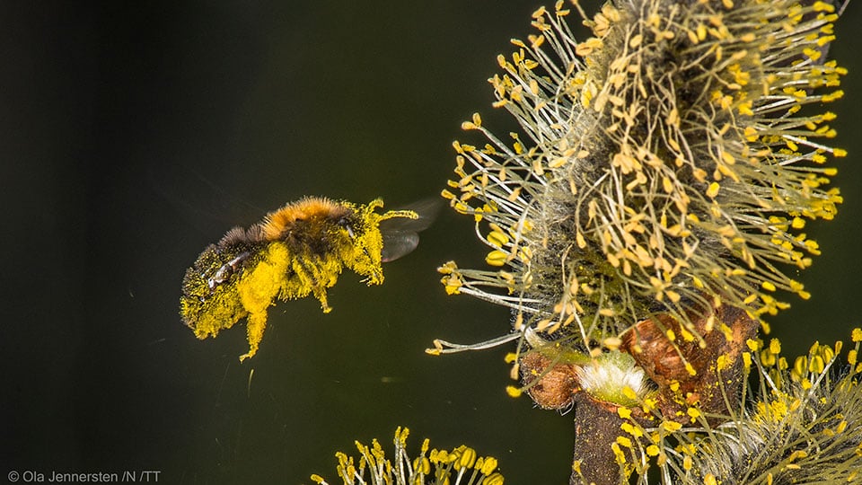 Fotograf: Ola Jennersten
Bildbyrå: TT Insekt pollinerar en blomma.