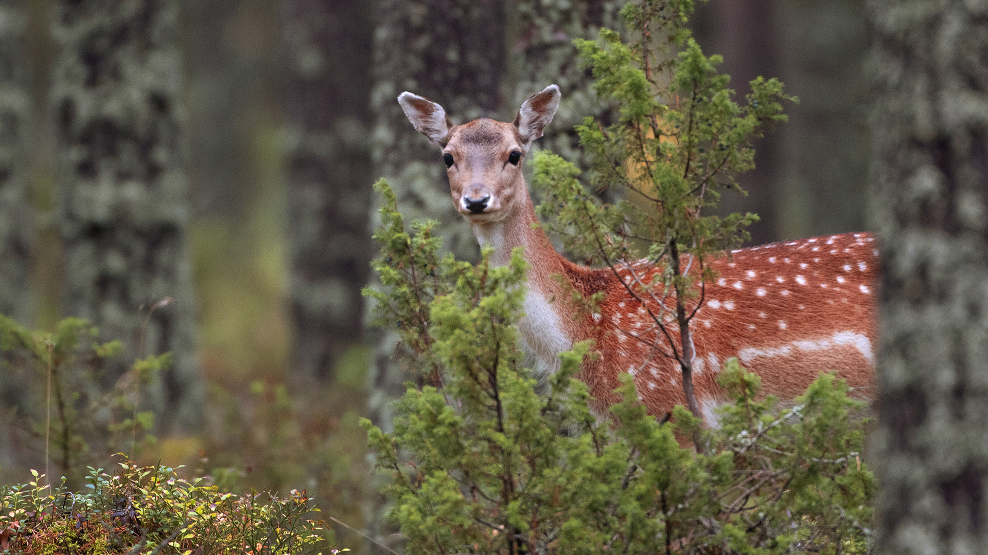 Fotograf: Jörgen Wiklund Ett rådjur i skogen.