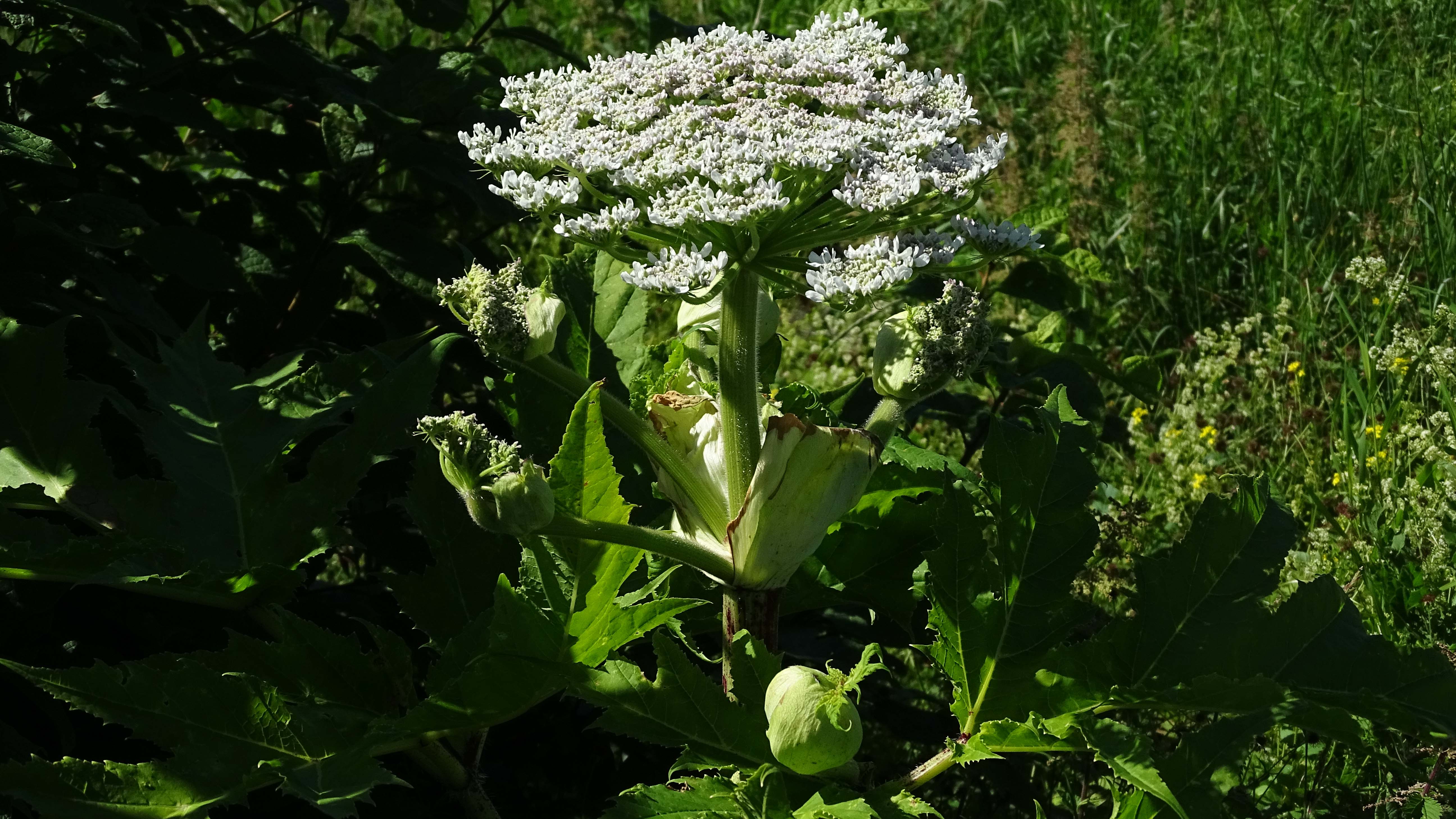 Fotograf: Naturvårdsverket
Bildbyrå: Okänd Jätteloka blomma