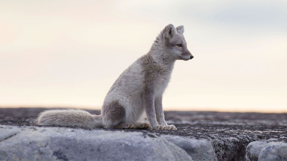 Fotograf: Sven-Erik Arndt
Bildbyrå: Azote Ung fjällräv på Svalbard i slutet av augusti. Den har redan fått sin vinterpäls.