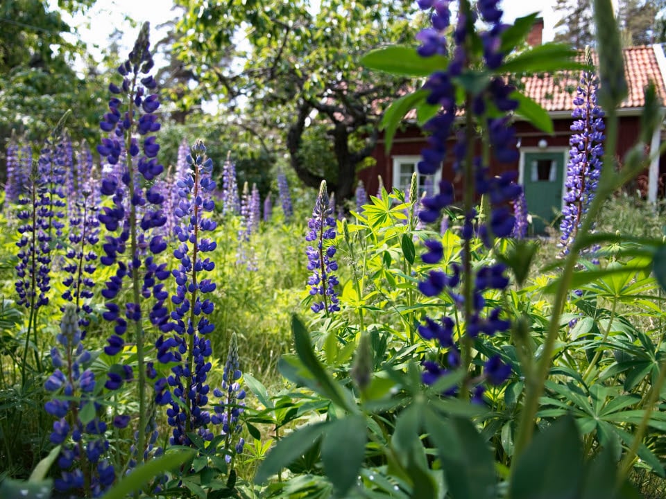Lupiner i grönskande trädgård vid en sommarstuga.