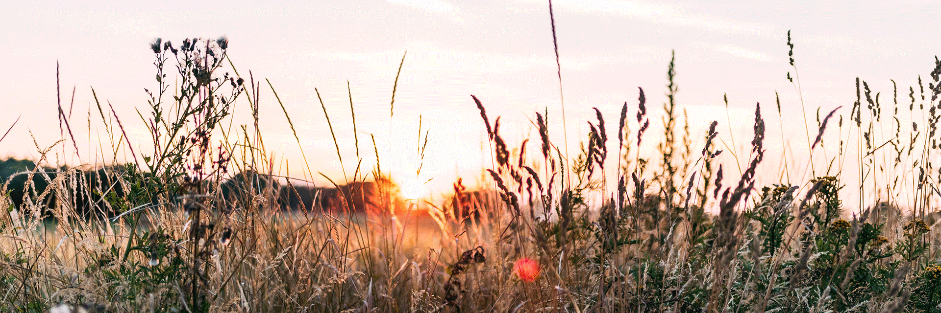 Fotograf: frdm
Bildbyrå: Unsplash Ängsväxter i solnedgång.
